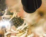 ☆ささみと大葉としめじの和風パスタ☆作り方5写真