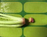 ほうれん草の茹で方作り方3写真