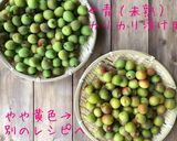 梅講師直伝⑨ 小梅のカリカリ漬け／袋漬け作り方2写真