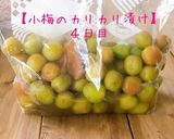 梅講師直伝⑨ 小梅のカリカリ漬け／袋漬け作り方16写真