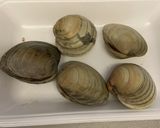 ホンビノス貝でクラムチャウダー作り方1写真