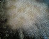 やっぱり手作り肉団子作り方4写真