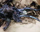 イカスミうどんDeパスタ仕立てonキムチ作り方9写真