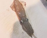 イカの捌き方　自分で釣ったイカ作り方1写真
