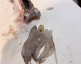 イカの捌き方　自分で釣ったイカ作り方4写真