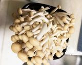 圧力鍋１つで豚肉とごぼうのトマト煮込み作り方3写真