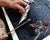 小アジの処理(南蛮漬け用)作り方11写真