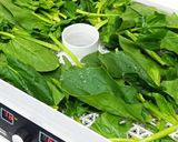 乾燥ほうれん草とほうれん草パウダー作り方2写真