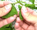 乾燥ほうれん草とほうれん草パウダー作り方4写真
