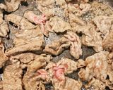 具沢山のサラダ感覚蕎麦(冷やし中華麺も)作り方1写真