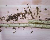 ポン酢でたたきごぼう作り方2写真