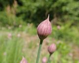 アサツキの花をカレーにトッピング作り方1写真