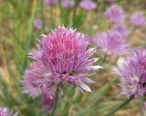 アサツキの花をカレーにトッピング作り方2写真