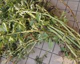 ベルベット布団から出たそら豆をご飯に作り方1写真