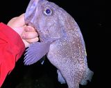 ソイのあまり皮と胃袋のさっぱり系作り方1写真