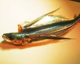 アゴ(トビウオ)の地中海風スープ作り方1写真