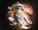 アゴ(トビウオ)の地中海風スープ作り方3写真