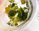 実験　しその香りが最高！氷器^ ^だめら作り方5写真