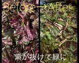 紫蘇ジュース2021(忘備録)作り方2写真