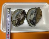 自宅で小料理屋の味？アワビの柔らか煮♬作り方1写真