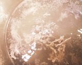甘海老ナッツ塩で旨みアップのヤムウンセン作り方7写真