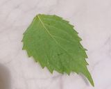 カニカマ大葉チーズ巻き作り方3写真