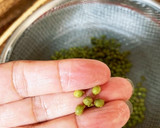 山椒の実のあくぬき作り方4写真