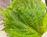 青じそと蛸のごま味噌和え作り方2写真