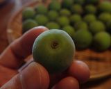 梅シロップ作り方3写真