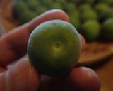 梅シロップ作り方4写真