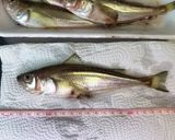 ハタハタご飯作り方1写真