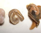 殻つき・たいらぎ貝の和風グラタン作り方11写真