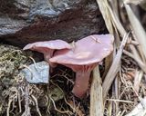里山のキノコ　コムラサキシメジ作り方1写真