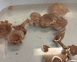 里山のキノコ　コムラサキシメジ作り方2写真