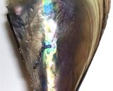 殻つき・たいらぎ貝の和風グラタン作り方15写真