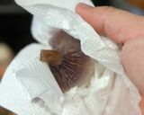 里山のキノコ　コムラサキシメジ作り方3写真