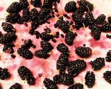サクサク新食感！桑の実ドライフルーツ作り方2写真