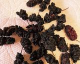 サクサク新食感！桑の実ドライフルーツ作り方5写真