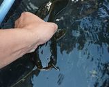 夏の涼 ナマズの刺身 洗い作り方2写真