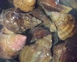 つぶ貝の塩ゆでと注意点作り方2写真