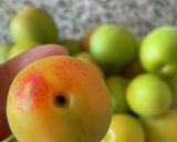 １日で果肉まで食べれる梅シロップ作り方1写真