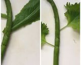 夏野菜で元気！華やぐお花プレート作り方5写真