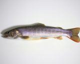 岩魚のアヒージョ作り方1写真