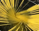 オクラとトマトたっぷりバジルソースパスタ作り方5写真