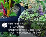コールラビ(紫)の葉っぱのおにぎり作り方5写真