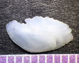 イサキの香味野菜蒸し作り方5写真