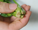 こまったさんのほうれん草オムレツ作り方1写真