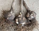 簡単　手作り✨にんにくの醤油漬け作り方1写真