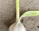 簡単　手作り✨にんにくの醤油漬け作り方3写真