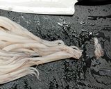 イカわたパスタ作り方4写真